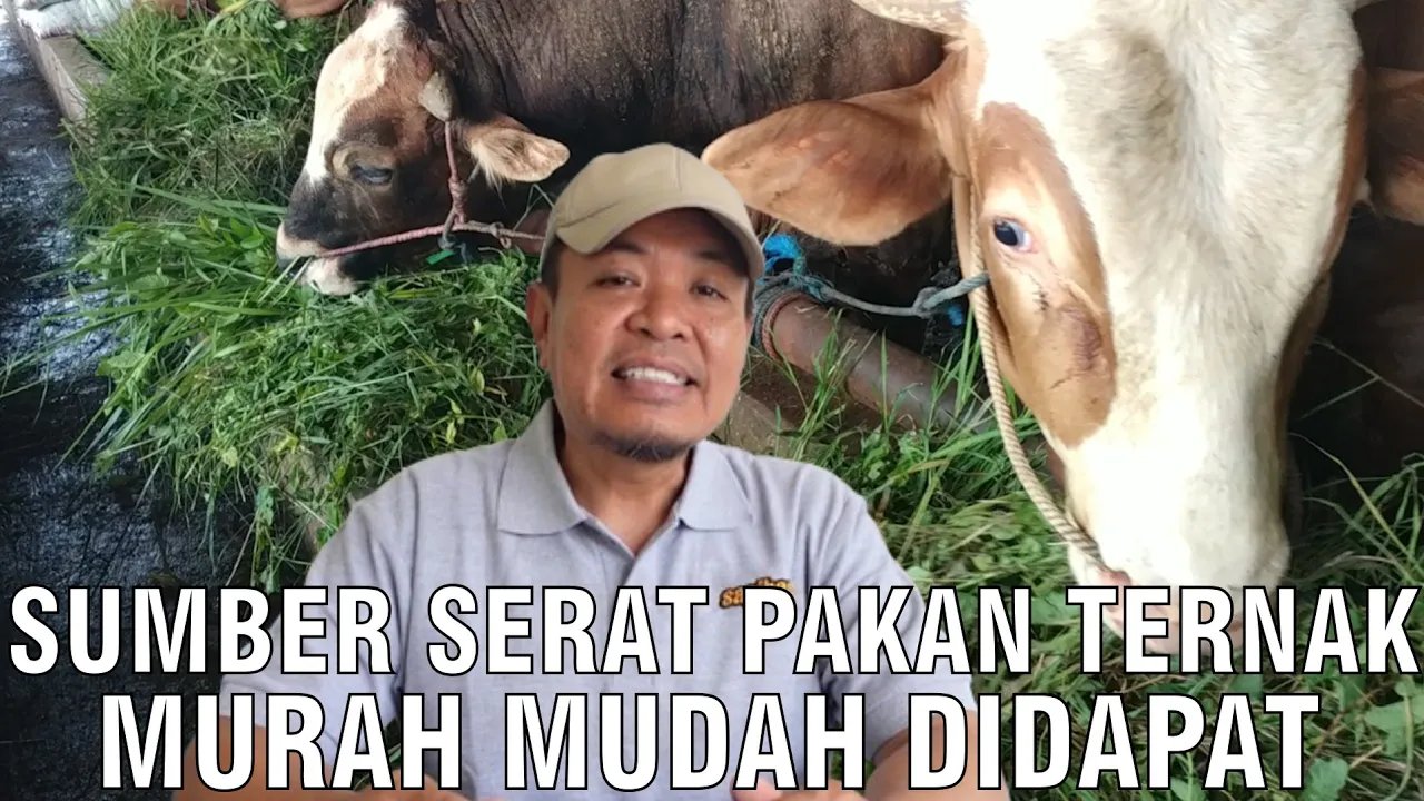 
                                 Sumber-Serat-Pakan-Ternak-Murah-Mudah-Didapat